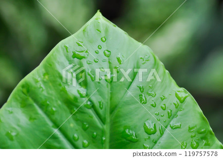 Alocasia, Alocasia macrorrhizos or Alocasia plant pr leaf background and rain droplet 119757578