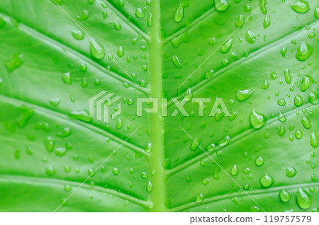 Alocasia, Alocasia macrorrhizos or Alocasia plant pr leaf background and rain droplet 119757579