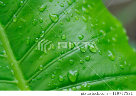 Alocasia, Alocasia macrorrhizos or Alocasia plant pr leaf background and rain droplet 119757581