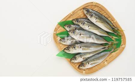生竹莢魚 119757585