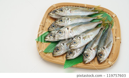 生竹莢魚 生竹莢魚 119757603