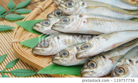 生竹莢魚 119757736