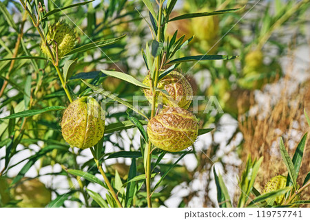 馬利筋果實（冬季，12 月） 119757741