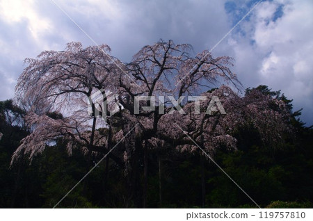 Looking up at the 350-year-old weeping cherry tree at Chokozan Shotaiji Temple Looking up at the 350-year-old weeping cherry tree at Chokozan Shotaiji Temple 119757810