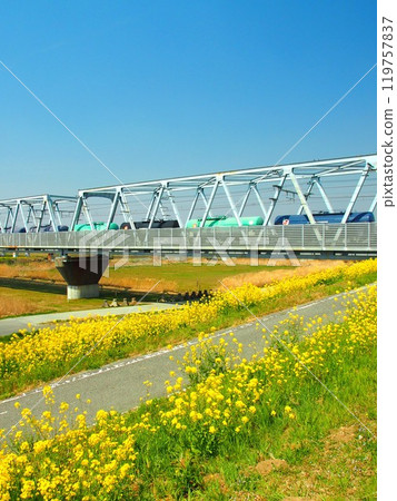 從油菜花盛開的江戶川岸看到貨運列車經過的武藏野線鐵橋 119757837