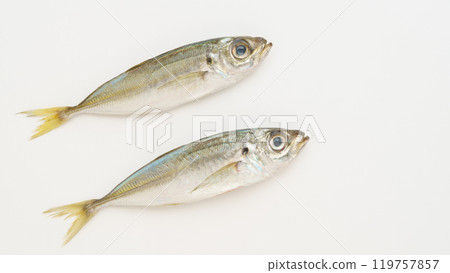 生竹莢魚 119757857