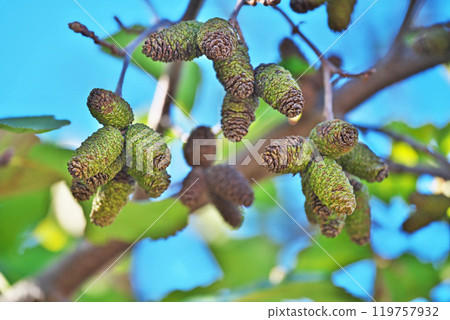This year's fruits of the mountain alder (winter, December) This year's fruits of the mountain alder (winter, December) 119757932