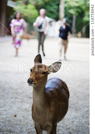 Deer in Nara Park, Japan. Nara is one of the most popular tourist destinations in Japan Deer in Nara Park, Japan. Nara is one of the most popular tourist destinations in Japan 119758042