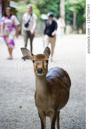 Deer in Nara Park, Japan. Nara is one of the most popular tourist destinations in Japan 119758043