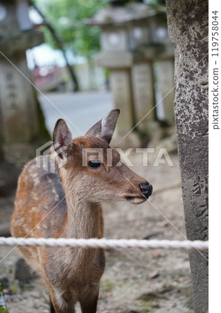 Deer in Nara Park, Japan. Nara is one of the most popular tourist destinations in Japan 119758044