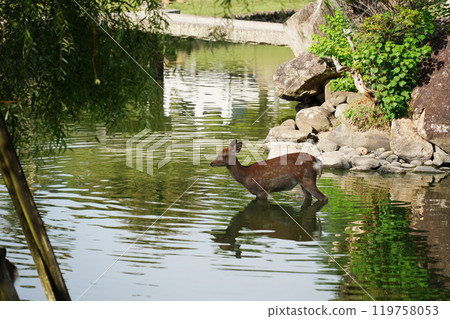 Deer in Nara Park, Japan. Nara is one of the most popular tourist destinations in Japan 119758053