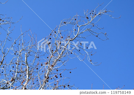 winter image 119758149