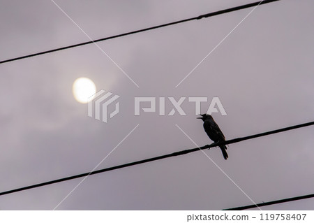 美麗的磯鵯以美麗的聲音向著月亮歌唱 2024 靜岡縣伊豆半島南伊豆町中木埼浜 119758407