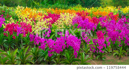 dreamy orchids garden with multicolored flowers natural wilderness dreamy orchids garden with multicolored flowers natural wilderness 119758444