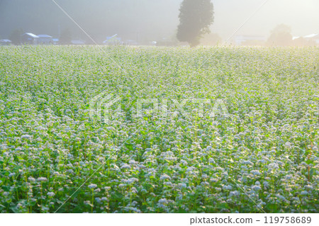 Buckwheat fields in full bloom, enveloped in the morning sun and morning mist [Omachi City] 119758689