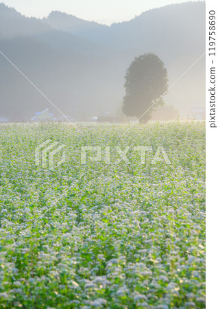 Buckwheat fields in full bloom, enveloped in the morning sun and morning mist [Omachi City] 119758690