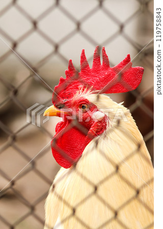 A white rooster captured in a portrait-style profile against a clean, grid-patterned background. The rooster stands tall, showcasing its elegant feathers and distinct comb A white rooster captured in a portrait-style profile against a clean, grid-patterned background. The rooster stands tall, showcasing its elegant feathers and distinct comb 119758843