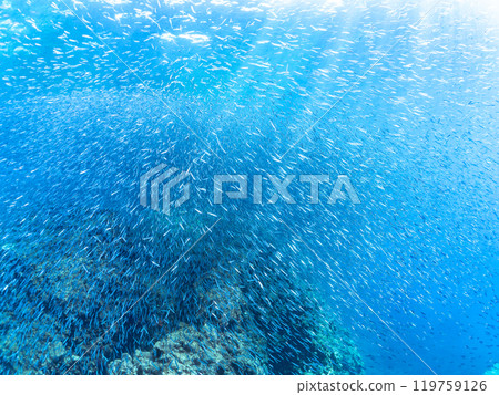 一大群美麗的黃尾魚（鯡魚科）和其他魚。靜岡縣伊豆半島加茂郡南伊豆町中木広濱 - 2024 年 119759126