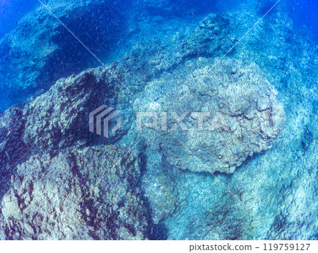 一大群美麗的黃尾魚（鯡魚科）和其他魚。靜岡縣伊豆半島加茂郡南伊豆町中木広濱 - 2024 年 119759127