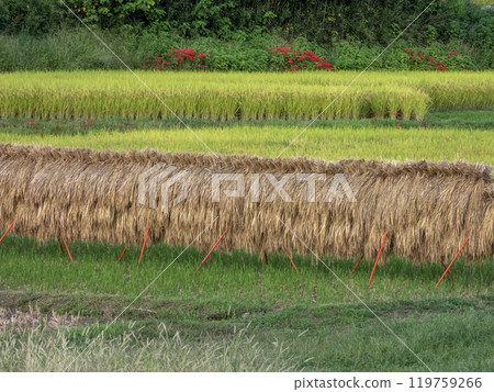Hanging rice and red spider lilies 119759266