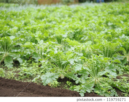 東京近郊的蘿蔔田(東京都府中市) 東京近郊的蘿蔔田(東京都府中市) 119759271