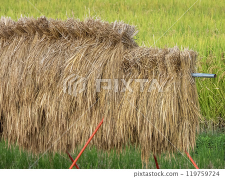 Scenery of rice fields covered with hashasakake Scenery of rice fields covered with hashasakake 119759724