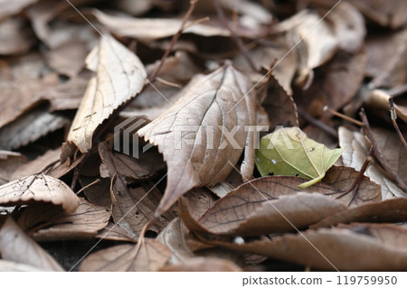 Winter image (fallen leaves) Winter image (fallen leaves) 119759950