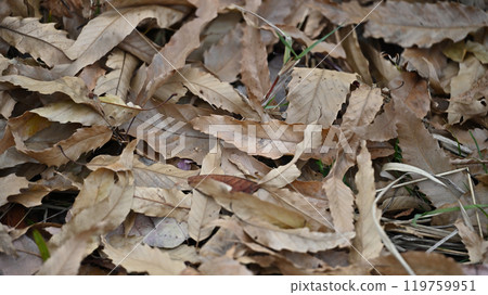 Winter image (fallen leaves) 119759951