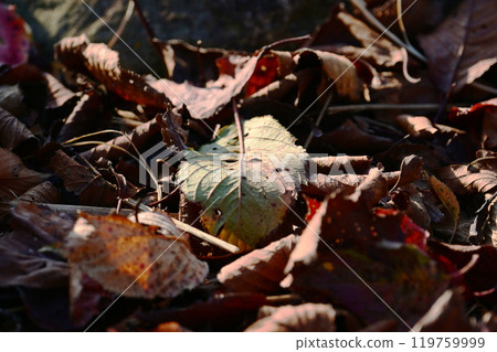 Winter image (fallen leaves) Winter image (fallen leaves) 119759999
