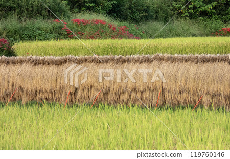 A view of the rice fields and red spider lilies A view of the rice fields and red spider lilies 119760146