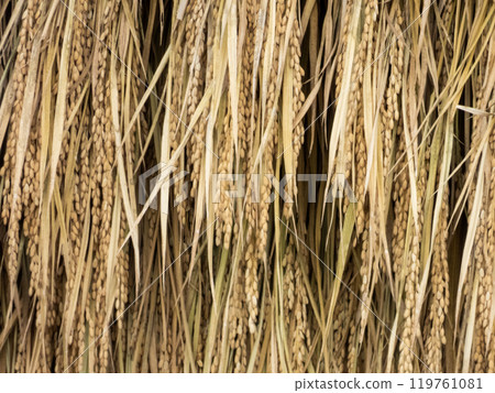 Autumn rice harvest scene Autumn rice harvest scene 119761081