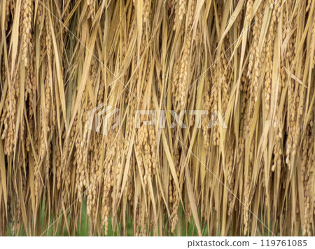 Autumn rice harvest scene 119761085