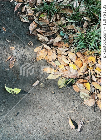 Colored fallen leaves are huddled together in the corner of the road. 119761535
