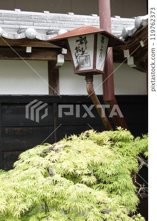 郡上八幡鮮綠的秋葉和路燈 119762373