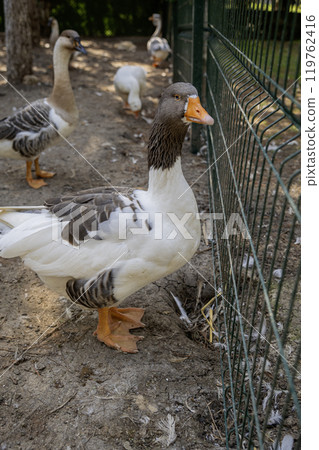 Goos behind a fence on a farm 119762416