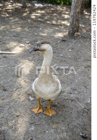 Goos behind a fence on a farm 119762424