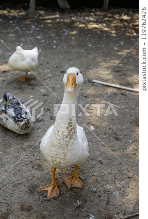 Goos behind a fence on a farm Goos behind a fence on a farm 119762428