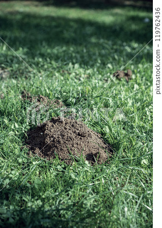Mole holes in the lawn Mole holes in the lawn 119762436