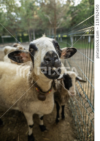 Sheeps behind a fence on a farm 119762450