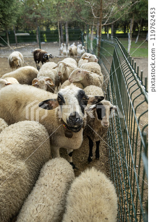 Sheeps behind a fence on a farm 119762453