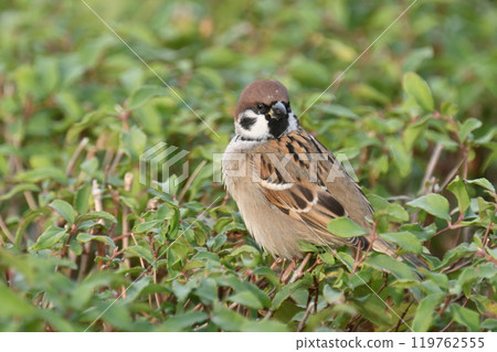 Cute sparrow Cute sparrow 119762555