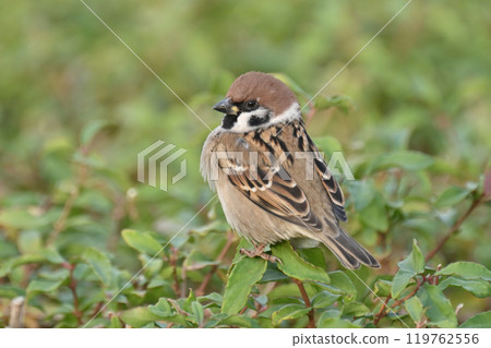 Cute sparrow Cute sparrow 119762556