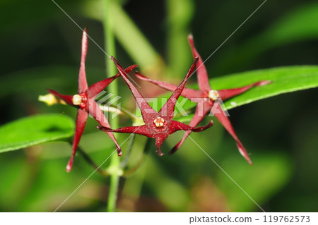 小保之目鶴花 119762573