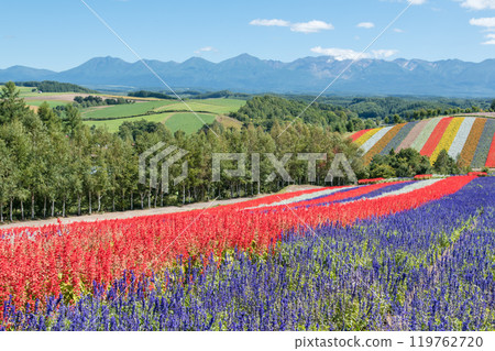 [美瑛町四季彩之丘的秋景與十勝岳] 119762720