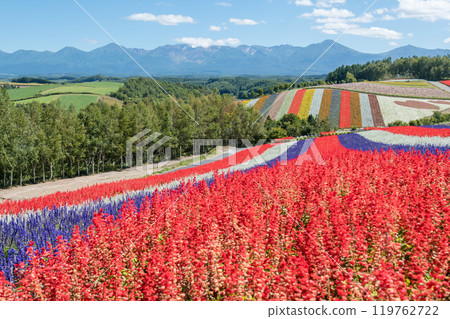 [美瑛町四季彩之丘的秋景與十勝岳] 119762722
