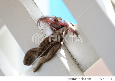 Snake eating a frog Snake eating a frog 119762824