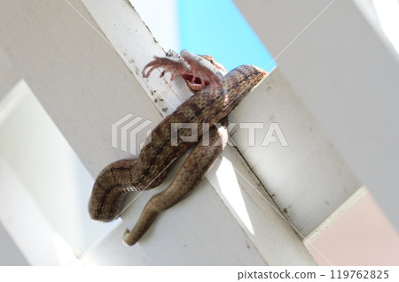 Snake eating a frog 119762825