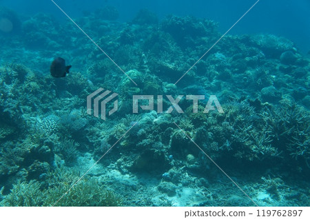 座間味島上有各種珊瑚的珊瑚礁 119762897
