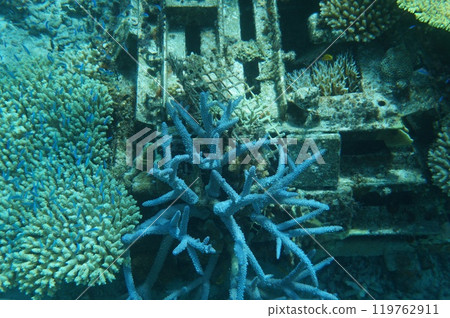 A coral reef with a variety of corals on Zamami Island A coral reef with a variety of corals on Zamami Island 119762911