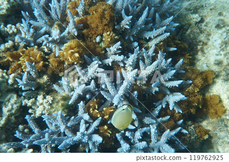 A coral reef with a variety of corals on Zamami Island A coral reef with a variety of corals on Zamami Island 119762925